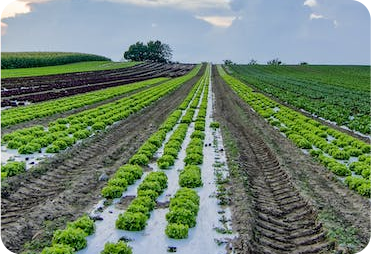 Agriculture Analytics