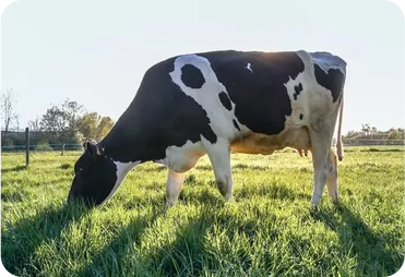 Dairy Farming Analytics