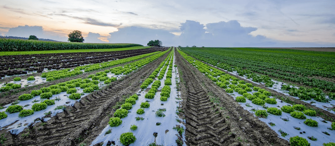 Agriculture Analytics