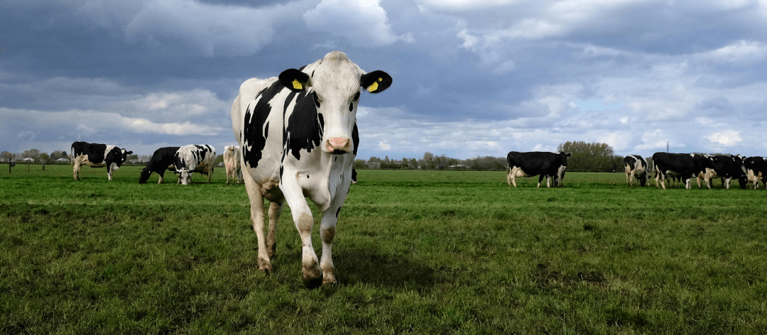 Dairy Farming Analytics